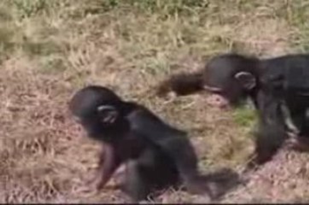 Maymunlarda Böyle Yaparsa