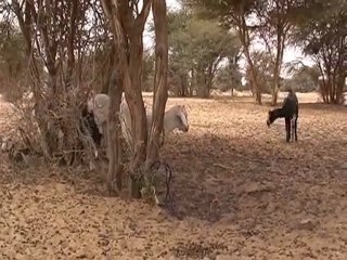 Ibrahim Djo - portrait d'un guitariste touareg