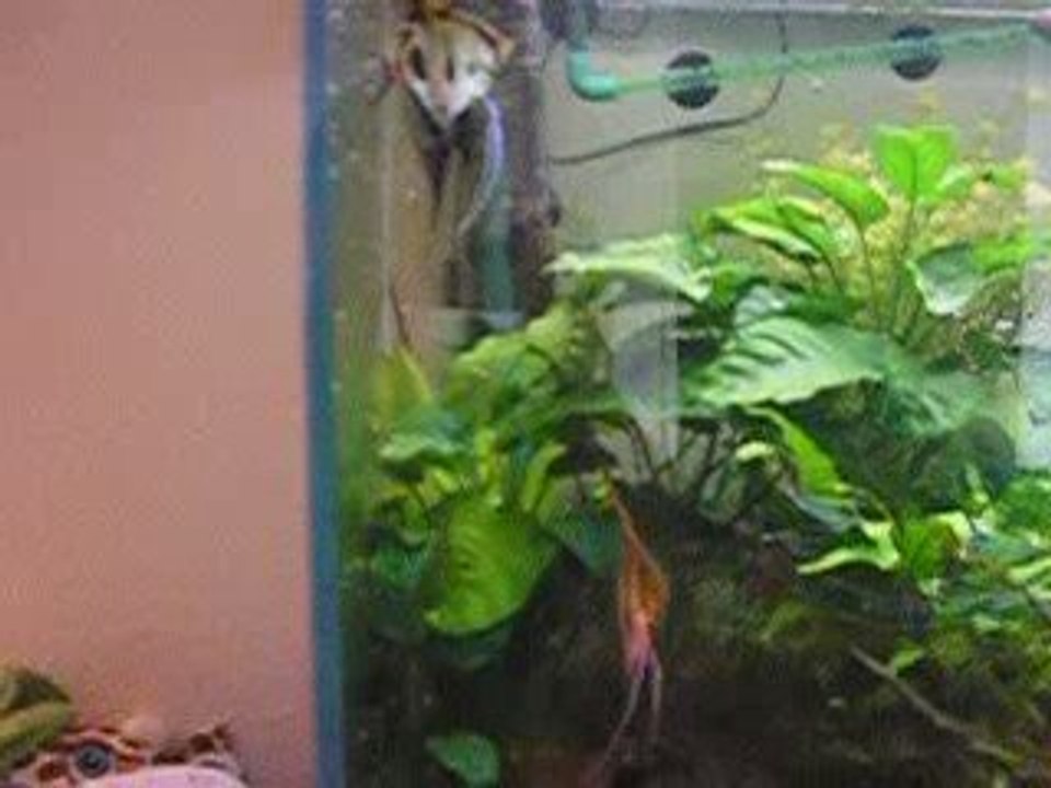 Couple scalaire et leurs alevins