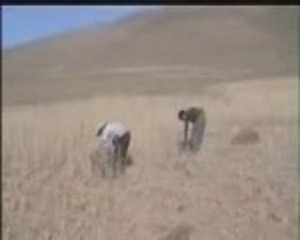 GEVAŞ GÜNDOĞAN KÖYÜ9