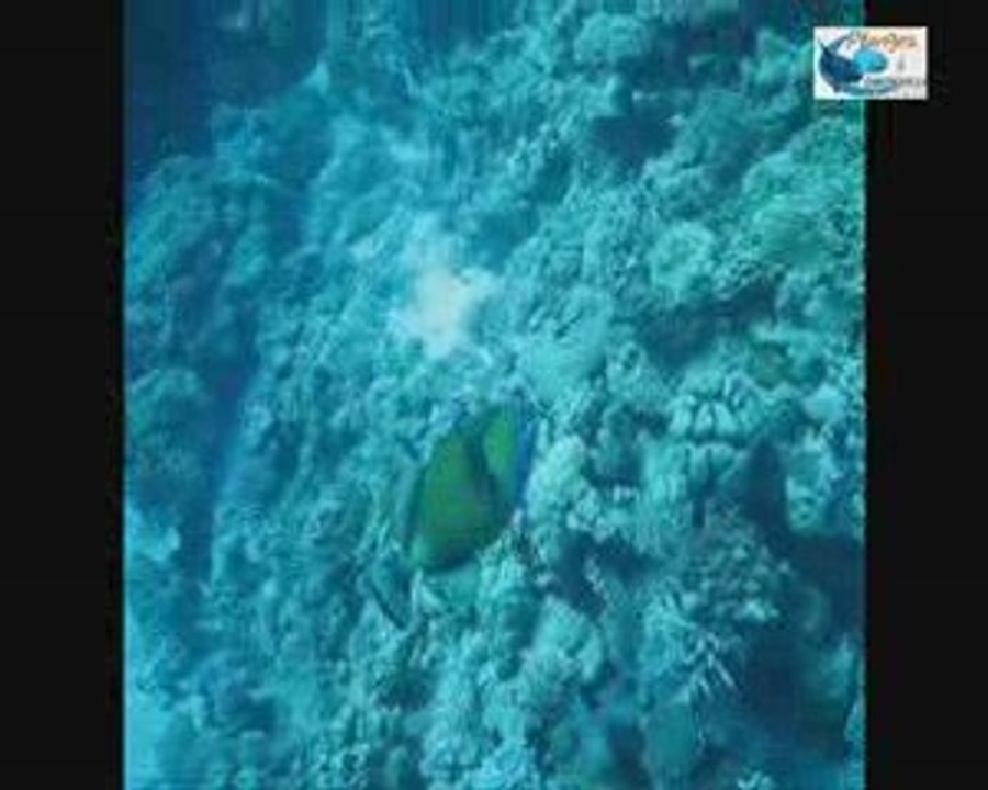 plongée SAFAGA attaque baliste