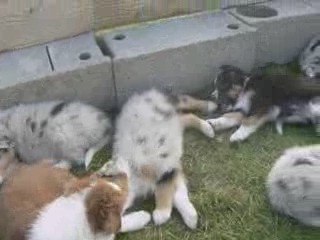 LES LOULOUS AU REVEIL D UNE SIESTE LE 31 OCTOBRE 2009