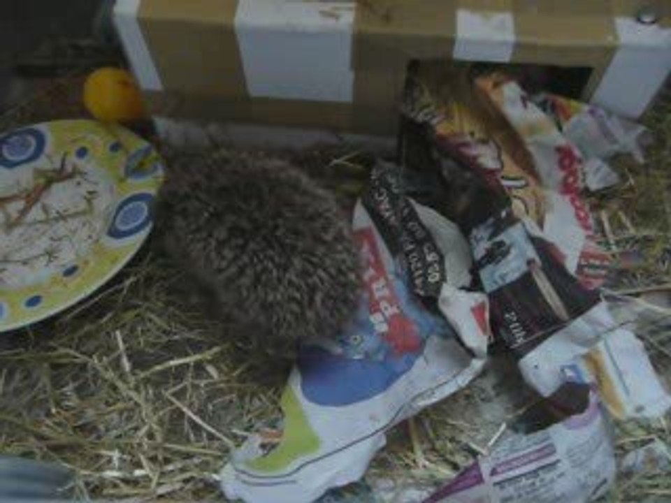 mon petit compagnon Tutile