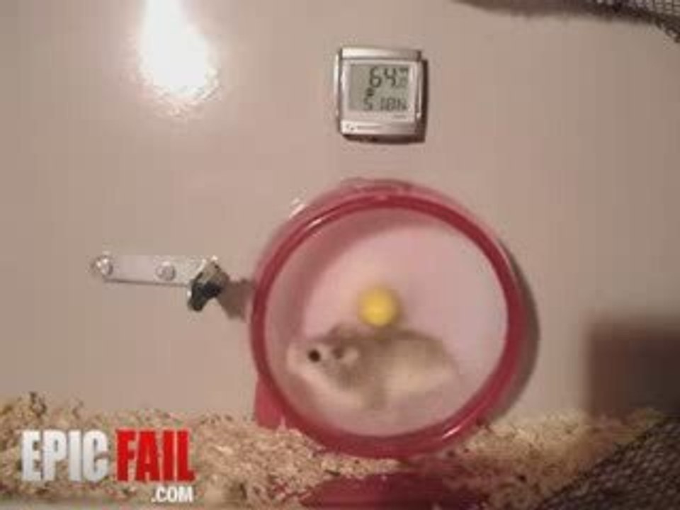 Hamster Fail