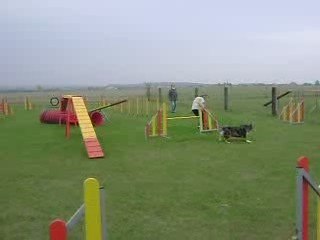 Entrainement Chelsea à l'agility