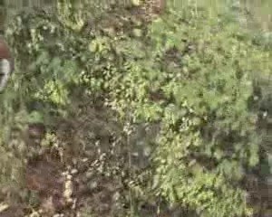 balade dans les bois suite