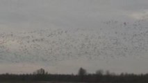 chasse aux canards