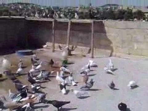 FEHMİ ATEŞ / ŞANLIURFA / SALMA ZİYARETİ 3