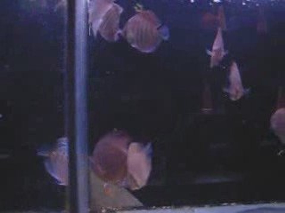 poisson d'or   10.10.2009 044