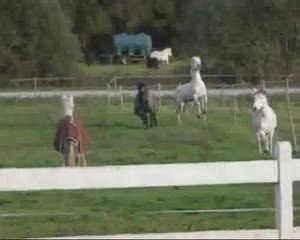 Lâché de poneys à Caudan