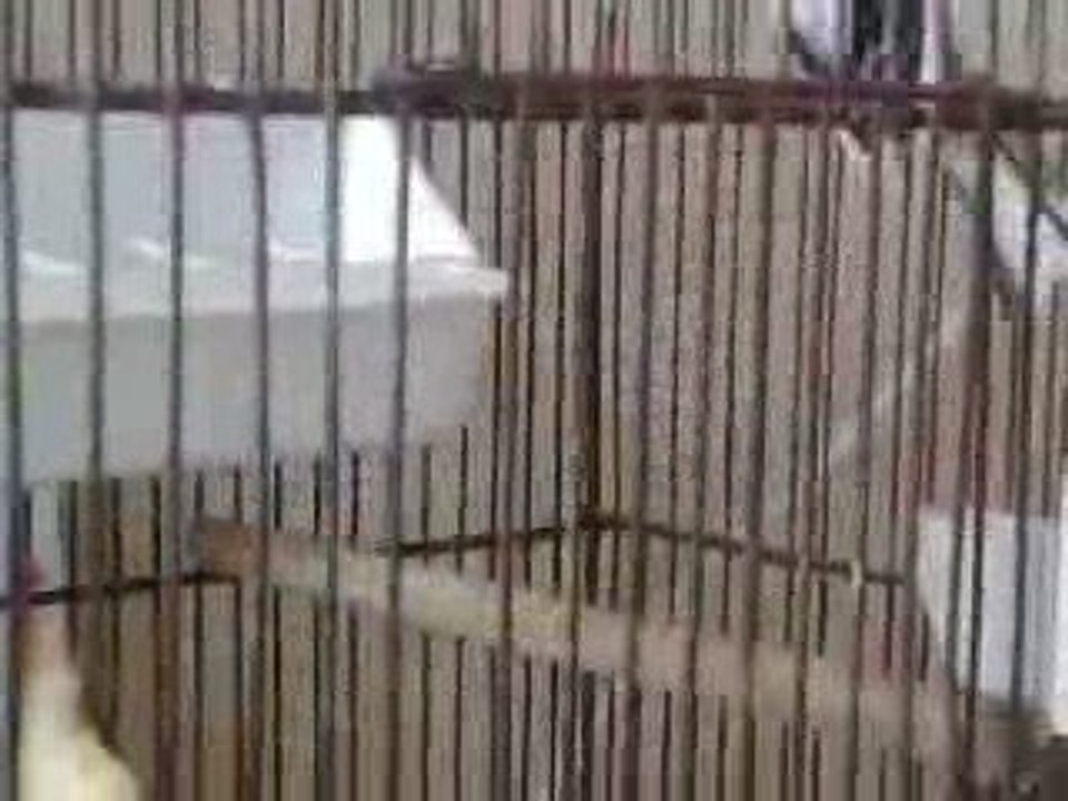 HELP mon mulet chardonneret   MALE ou FEMELLE   ??????