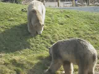 Polar Bears at Toronto Zoo