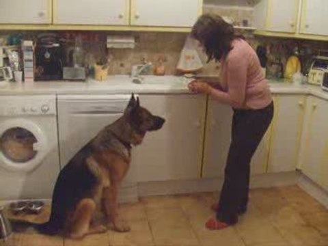 mon chien adore le fromage