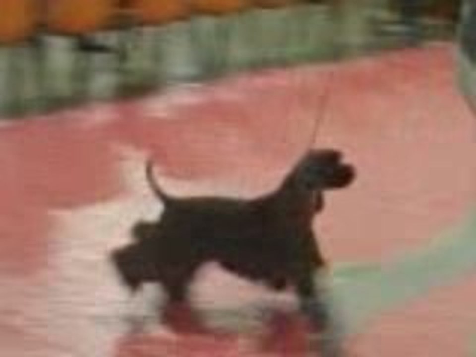 Video Diesel 2