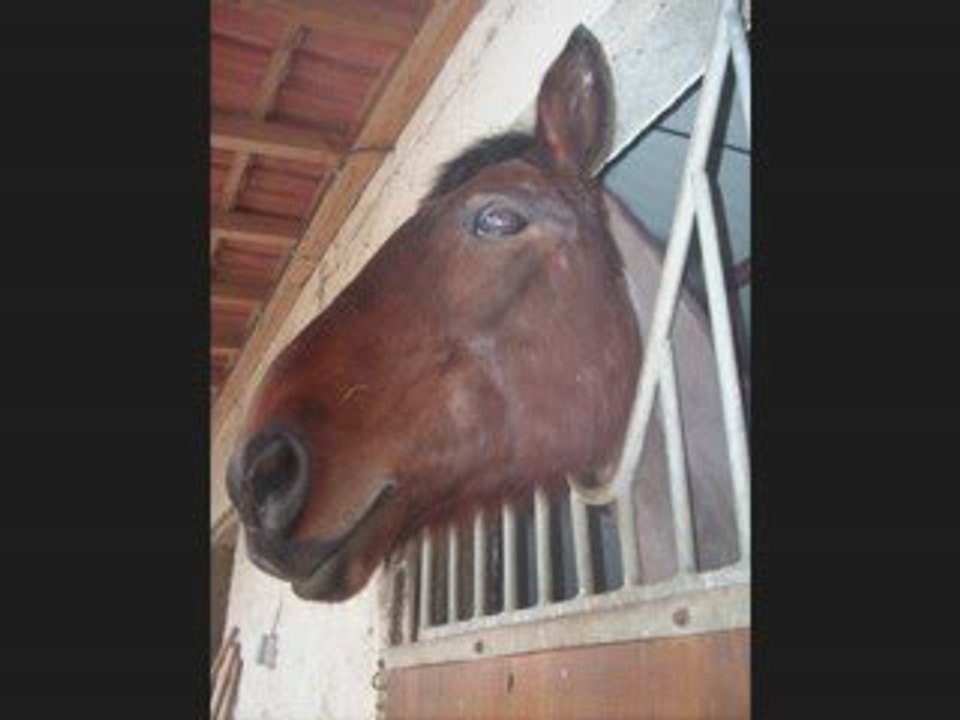 Présentation des chevaux des Ecuries de La Carmone