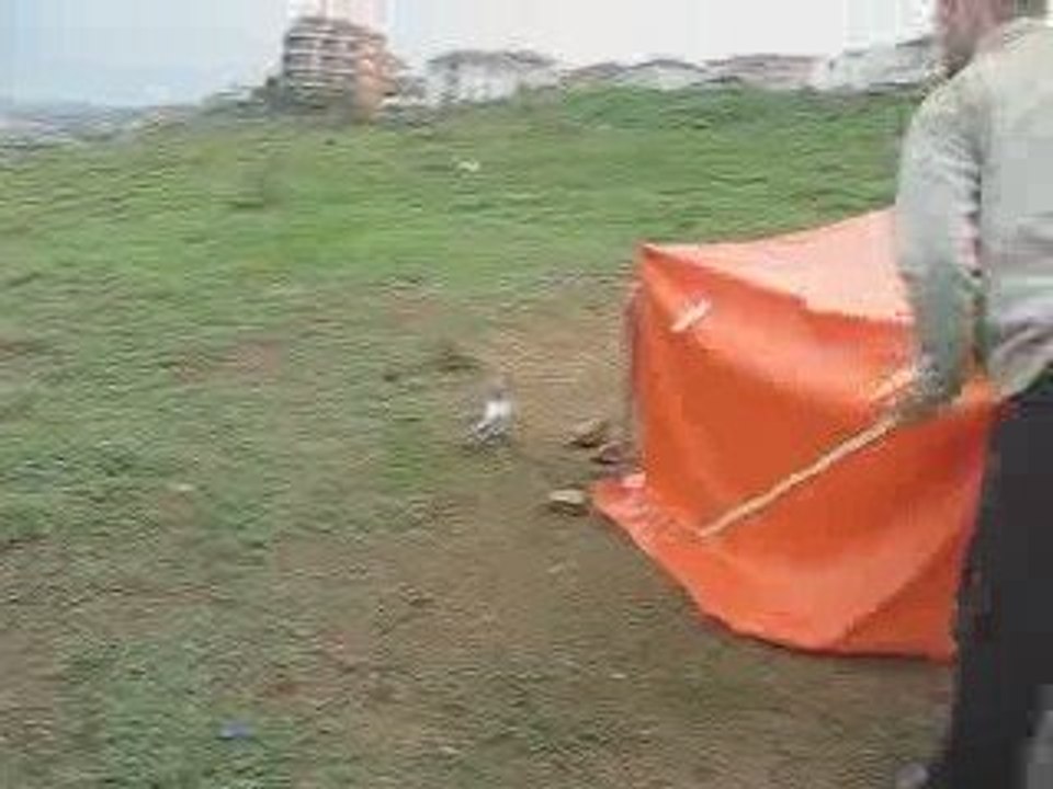 Mavi Güvercin Taklacı-2 (Eke kuş)