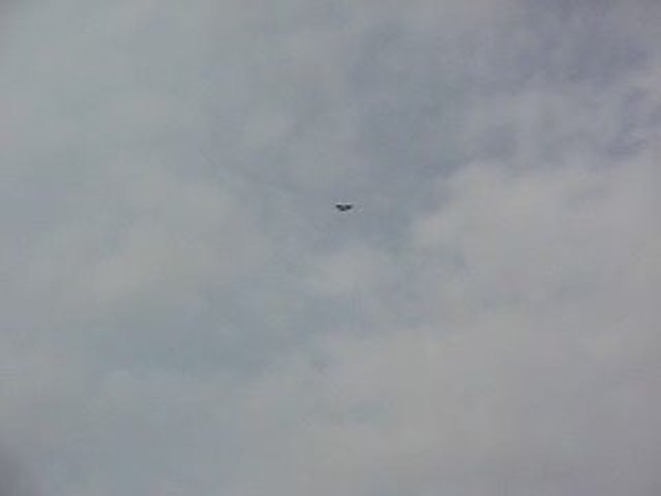 Mavi Güvercin Taklacı-2 (Eke kuş)