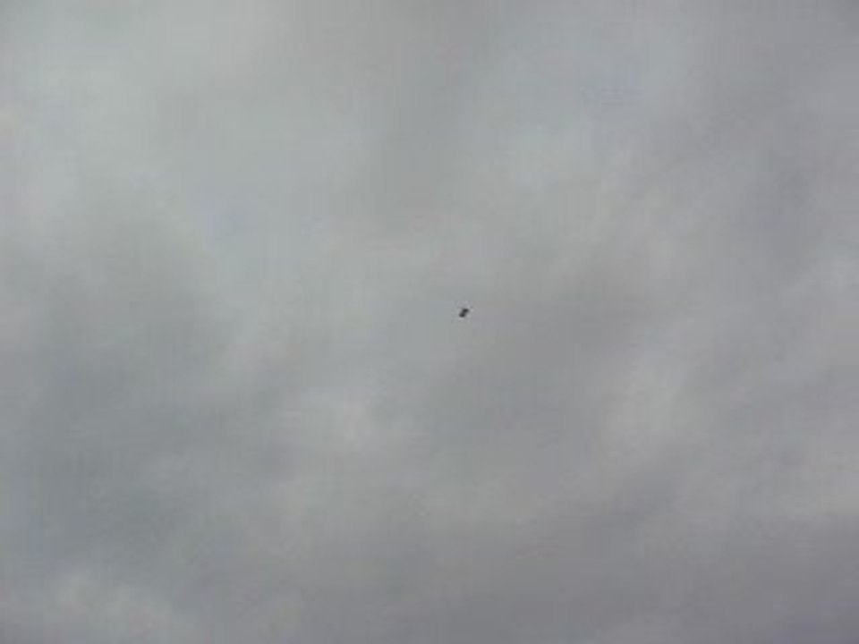 Mavi Güvercin Taklacı-2 (Eke kuş)