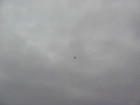 Mavi Güvercin Taklacı-2 (Eke kuş)