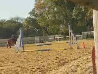 Ma Préférée et Notre Ponette (L')