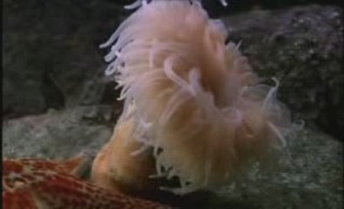 étoile de mer et anémone