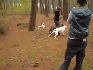 Lancé pomme de pins