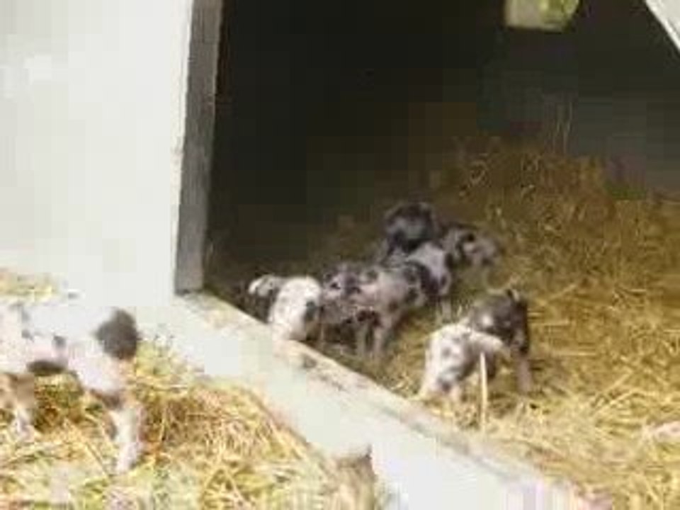 Nos nouveaux cochons