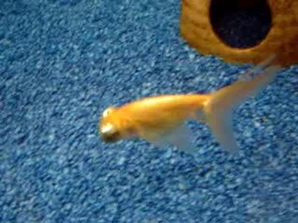 Poisson avec une gueule de con