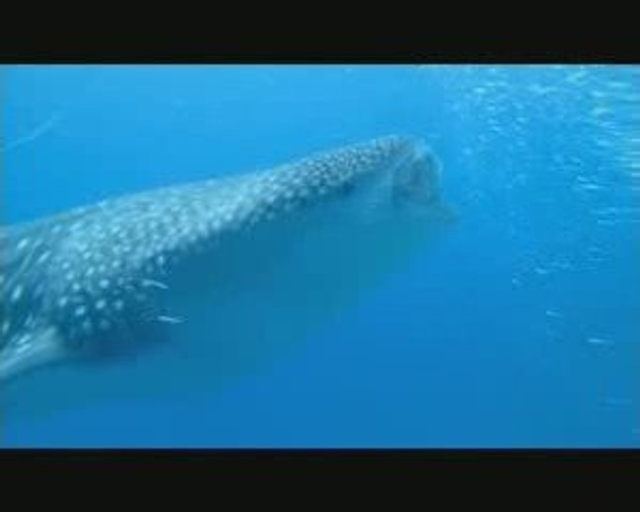 Trailer Oceanworld 3D