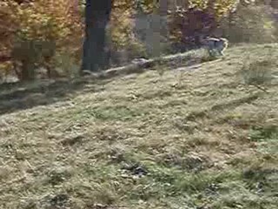 Estive découvre le Cantal