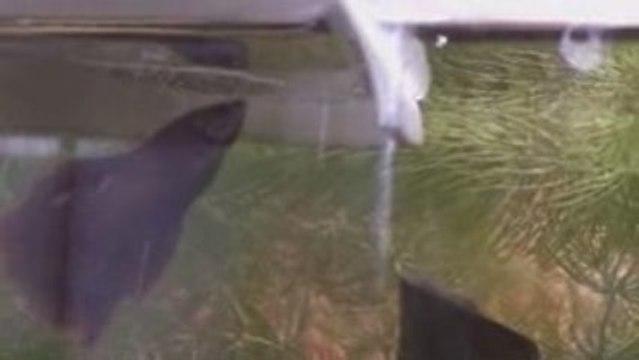 Betta splendens,Allooween au SBC 30/10/09