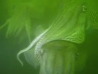 bij de sepias...nikon coolpix