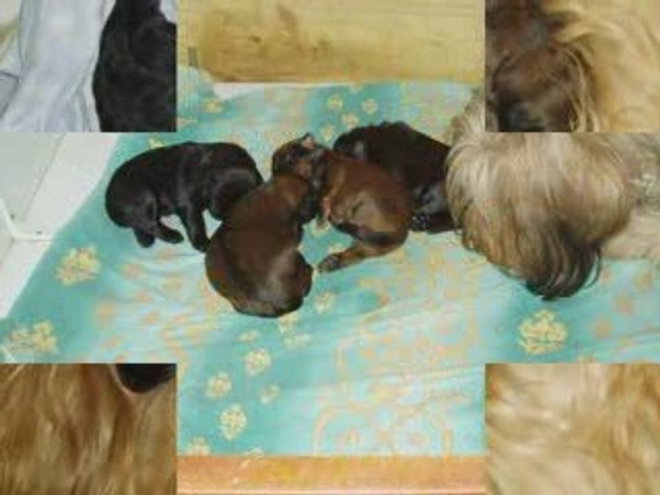 les bébés 2009 de la Bergerelle 2