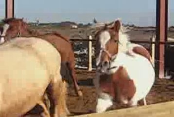 les poneys découvrent le manège