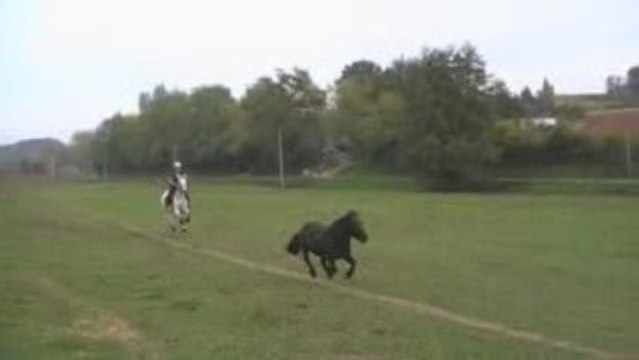 Equitation de Travail