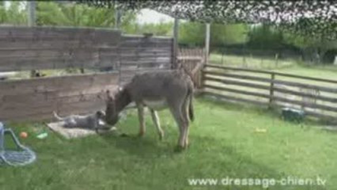 coucher-kina-tulipe-512x288