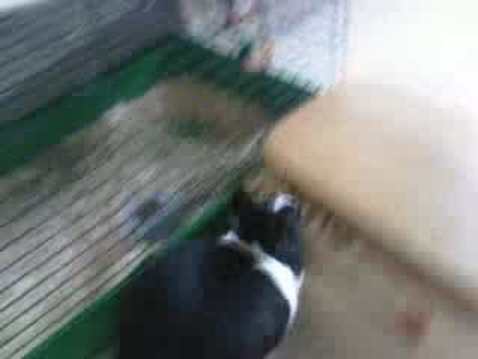 Clapiiie ! Mon lapin ! =p