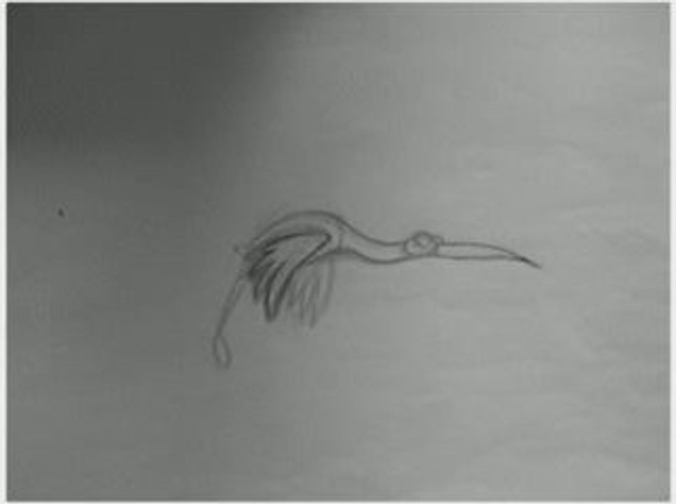 Vol d'oiseau Test