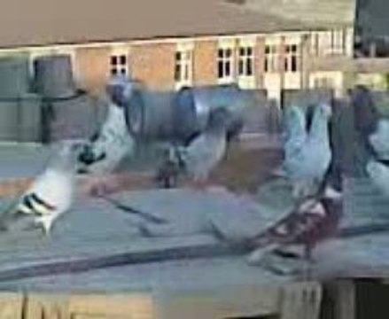 Şanlıurfa Karışma Kuşları-5 yıl 2004