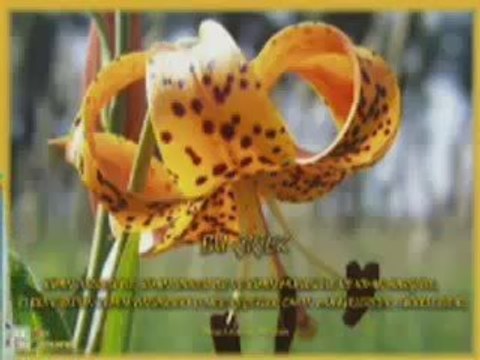 Zikirli İlahiler Arapca Malimin Ayni, ilahi.cc