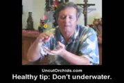 Healthy Orchids - Don’t Under Water