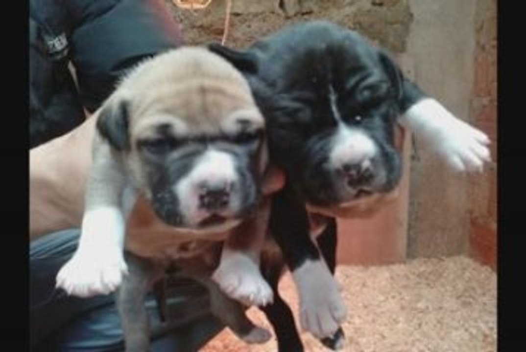 chiots amstaff