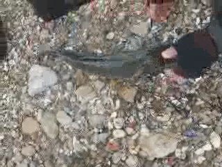 Çanakkale Levrek Avı