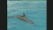 Grands dauphins (Mer Rouge)