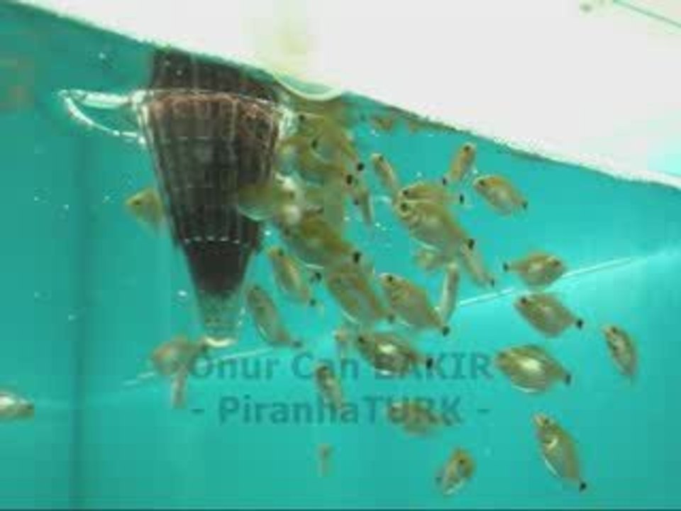 Pygocentrus nattereri Yavrular (01-11-2009)