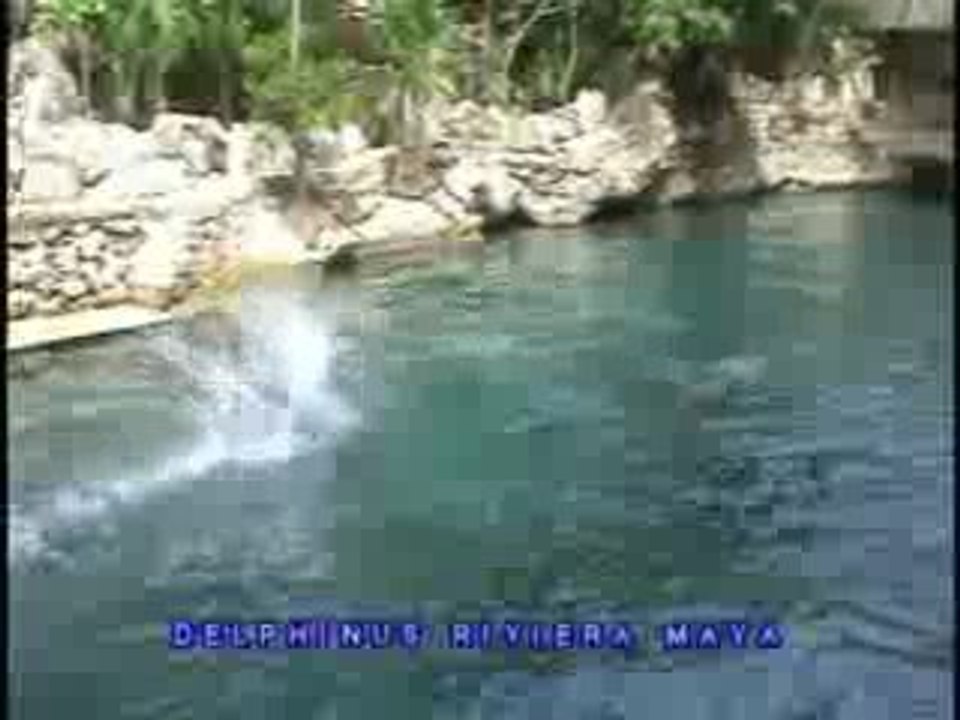 Expérience avec dauphins en vacances au Mexique