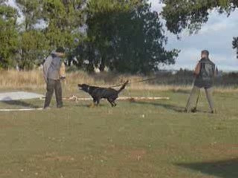 Beaucerons des Ecuries Cathares
