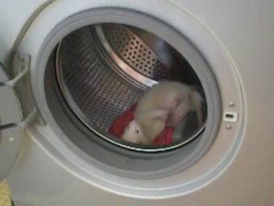 une furette dans la machine a laver