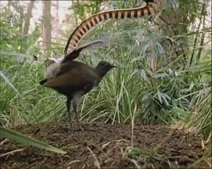 oiseaux chanteur imitateur bientot disparue