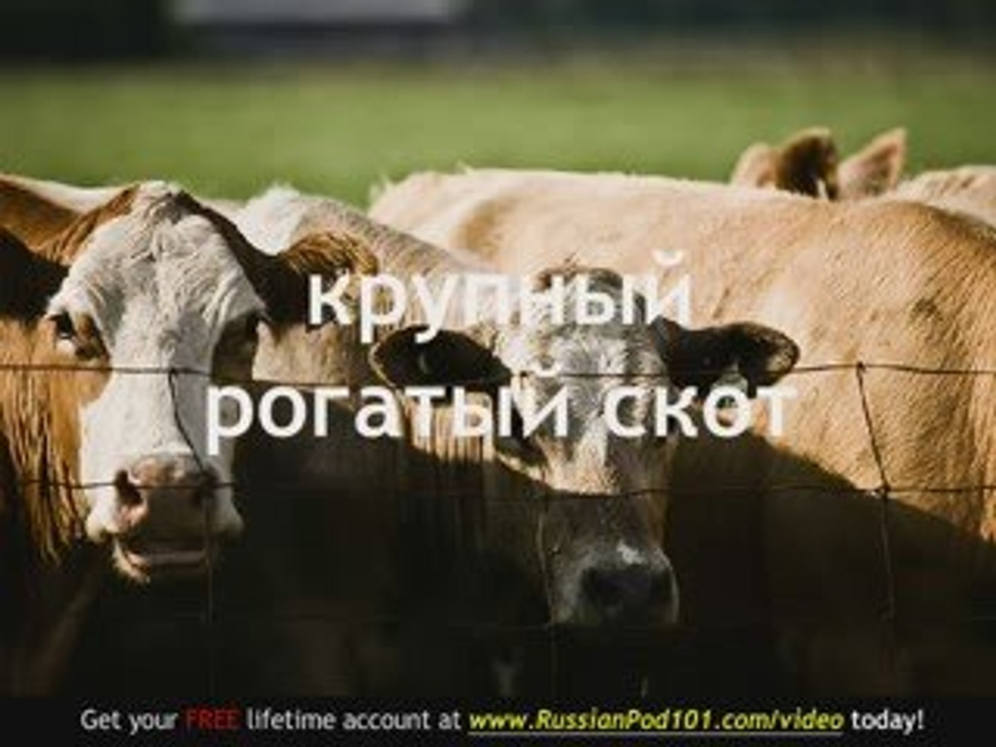 ⁣Learn Russian - Russian Farm Animals Vocabulary